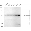 KD-Validated SNX4 Rabbit mAb (20 μl)
