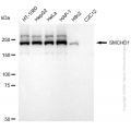 KD-Validated SMCHD1 Rabbit mAb (20 μl)