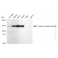 KD-Validated TIMELESS Rabbit mAb (20 μl)