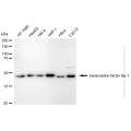KD-Validated TFDP1 Rabbit mAb (20 μl)