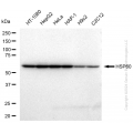 KD-Validated HSPD1 Rabbit pAb (20 μl)