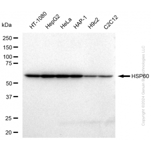 KD-Validated HSPD1 Rabbit pAb (20 μl)