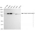 KD-Validated ITGAV Rabbit pAb (20 μl)