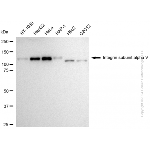 KD-Validated ITGAV Rabbit pAb (20 μl)