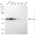 KD-Validated JUN Rabbit pAb (20 μl)