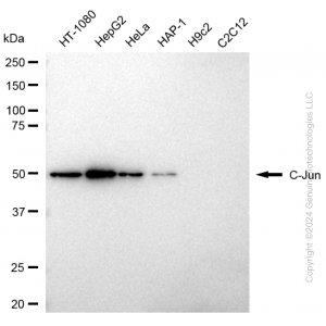 KD-Validated JUN Rabbit pAb (20 μl)