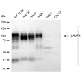 KD-Validated LAMP1 Rabbit pAb (20 μl)