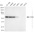KD-Validated P4HB Mouse mAb (20 μl)