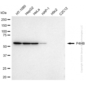 KD-Validated P4HB Mouse mAb (20 μl)