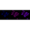 KD-Validated ENGL Rabbit mAb (20 μl)