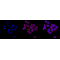 KD-Validated ENGL Rabbit mAb (20 μl)