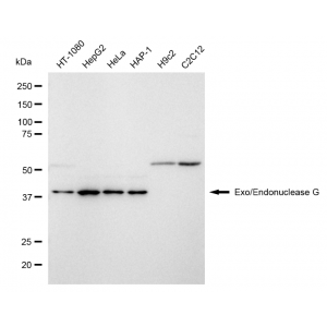 KD-Validated ENGL Rabbit mAb (20 μl)