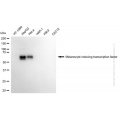 KD-Validated MITF Mouse mAb (20 μl)
