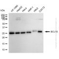 KD-Validated BCL10 Mouse mAb (20 μl)
