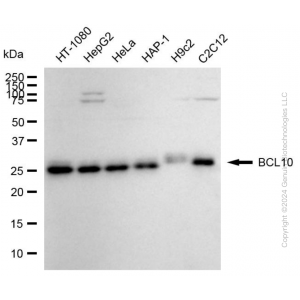 KD-Validated BCL10 Mouse mAb (20 μl)