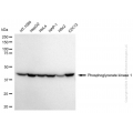 KD-Validated PGK1 Mouse mAb (20 μl)