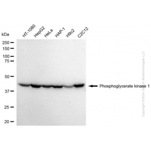 KD-Validated PGK1 Mouse mAb (20 μl)