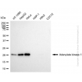 KD-Validated AK1 Mouse mAb (20 μl)