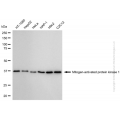 KD-Validated MAPK1 Rabbit mAb (20 μl)