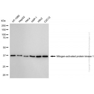 KD-Validated MAPK1 Rabbit mAb (20 μl)