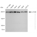 KD-Validated MTOR Rabbit mAb (20 μl)