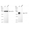 KD-Validated CD46 Rabbit mAb (20 μl)