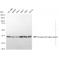KD-Validated Phospho-EIF2S1 (Ser51) Rabbit mAb (20 μl)