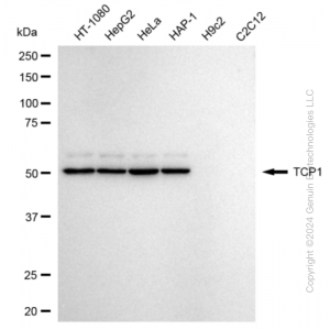 KD-Validated TCP1 Rabbit mAb (20 μl)