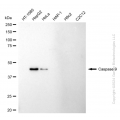 KD-Validated CASP9 Rabbit mAb (20 μl)