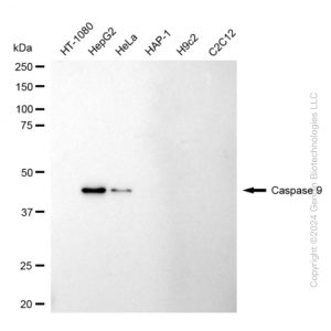 KD-Validated CASP9 Rabbit mAb (20 μl)