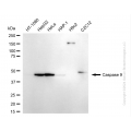 KD-Validated CASP9 Rabbit mAb (20 μl)