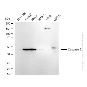 KD-Validated CASP9 Rabbit mAb (20 μl)