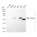 KD-Validated CAT Rabbit mAb (20 μl)