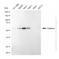 KD-Validated CAT Rabbit mAb (20 μl)