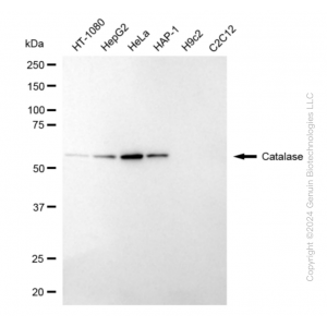 KD-Validated CAT Rabbit mAb (20 μl)