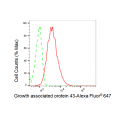 KD-Validated GAP43 Rabbit mAb (20 μl)