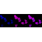 KD-Validated GAP43 Rabbit mAb (20 μl)