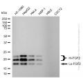 KD-Validated FGF2 Rabbit mAb (20 μl)