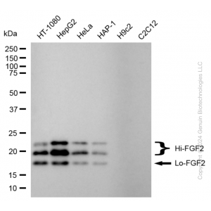 KD-Validated FGF2 Rabbit mAb (20 μl)
