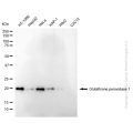KD-Validated GPX1 Rabbit mAb (20 μl)