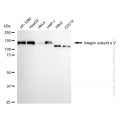 KD-Validated ITGAV Rabbit mAb (20 μl)
