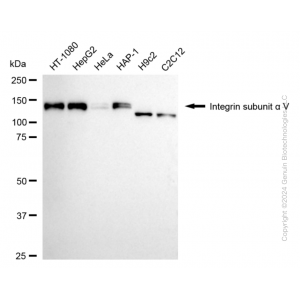 KD-Validated ITGAV Rabbit mAb (20 μl)