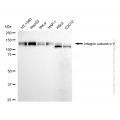 KD-Validated ITGAV Rabbit mAb (20 μl)