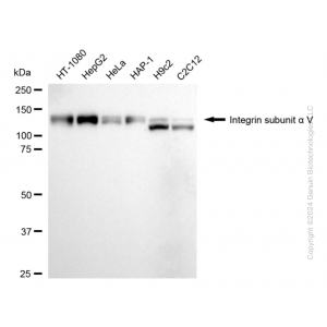 KD-Validated ITGAV Rabbit mAb (20 μl)