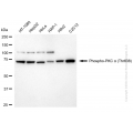 KD-Validated Phospho-PRKCA (Thr638) Rabbit mAb (20 μl)
