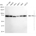 KD-Validated PRKCA Rabbit mAb (20 μl)