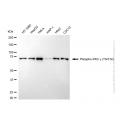 KD-Validated Phospho-PRKCG (Thr514) Rabbit mAb (20 μl)