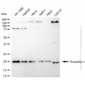 KD-Validated PSEN1 Rabbit mAb (20 μl)