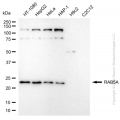 KD-Validated RAB5A Rabbit mAb (20 μl)