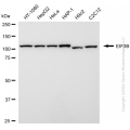 KD-Validated EIF3B Rabbit mAb (20 μl)
